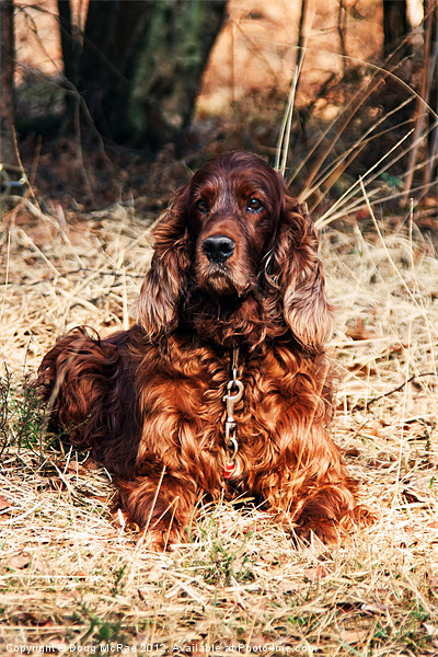 Red setter Picture Board by Doug McRae