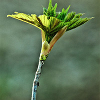Buy canvas prints of Spring leaf by Doug McRae
