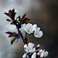 Buy canvas prints of Spring Blossom by Doug McRae