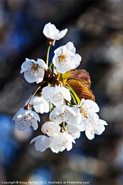 Blossom Picture Board by Doug McRae