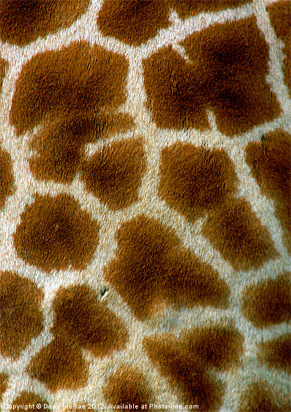 Giraffe Picture Board by Doug McRae