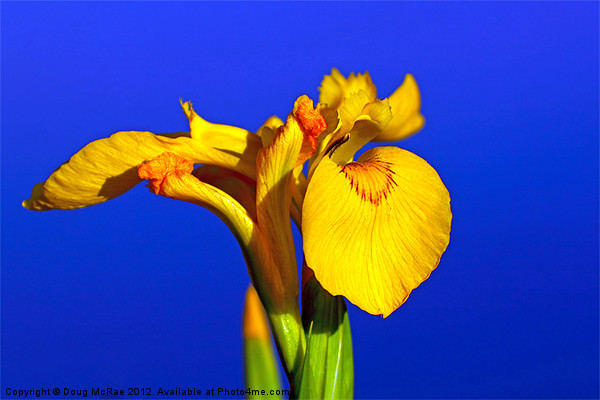 Yellow Iris Picture Board by Doug McRae