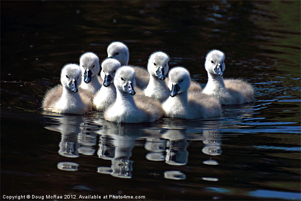 Cygnets Picture Board by Doug McRae