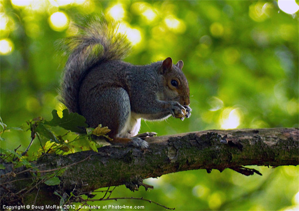 grey squirrel Picture Board by Doug McRae