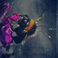 Buy canvas prints of Bee by Doug McRae