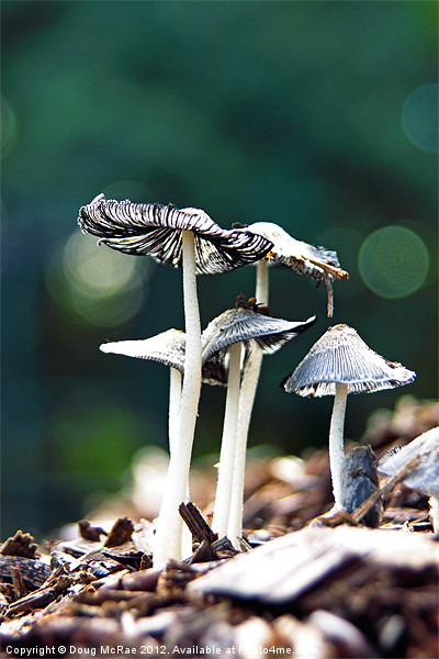 Wild mushroom Picture Board by Doug McRae