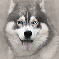 Buy canvas prints of Siberian Husky 2 by Doug McRae