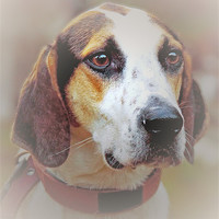 Buy canvas prints of Hound dog by Doug McRae