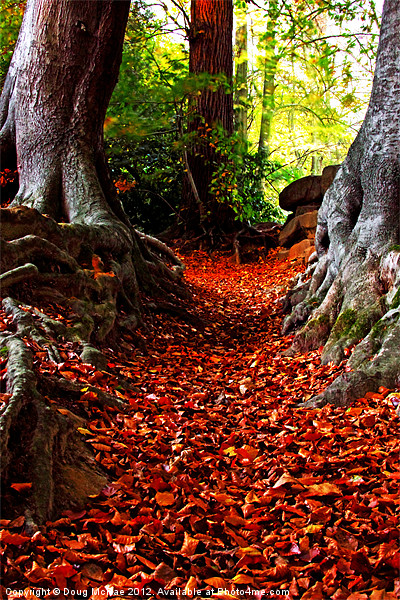 autumn path Picture Board by Doug McRae