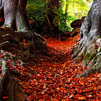 Buy canvas prints of autumn path by Doug McRae