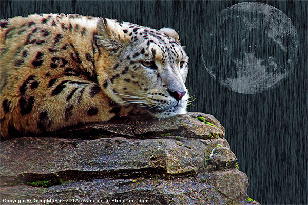 snow leopard Picture Board by Doug McRae