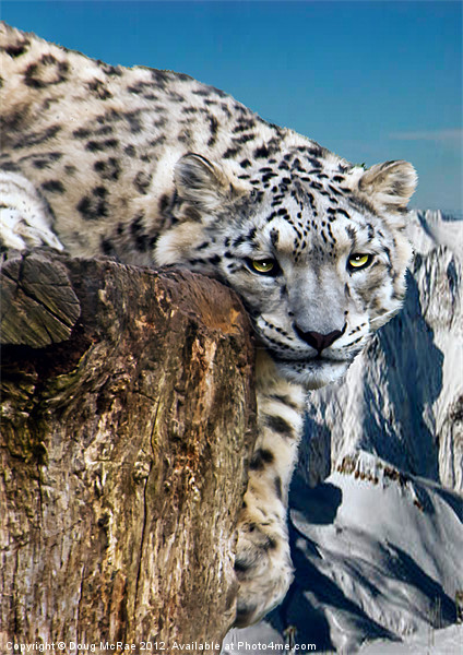 snow lepard Picture Board by Doug McRae