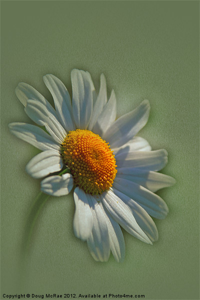 daisy Picture Board by Doug McRae