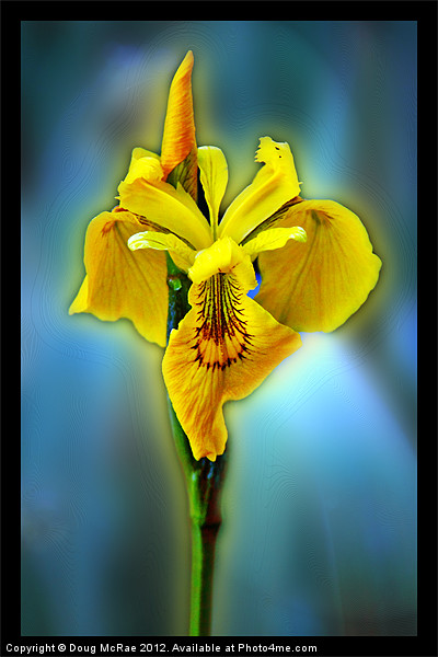 Yellow iris Picture Board by Doug McRae