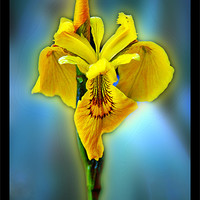 Buy canvas prints of Yellow iris by Doug McRae