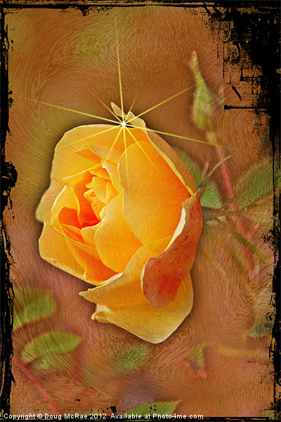 Peach rose Picture Board by Doug McRae