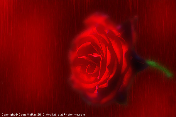 A Red rose Picture Board by Doug McRae