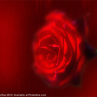 Buy canvas prints of A Red rose by Doug McRae