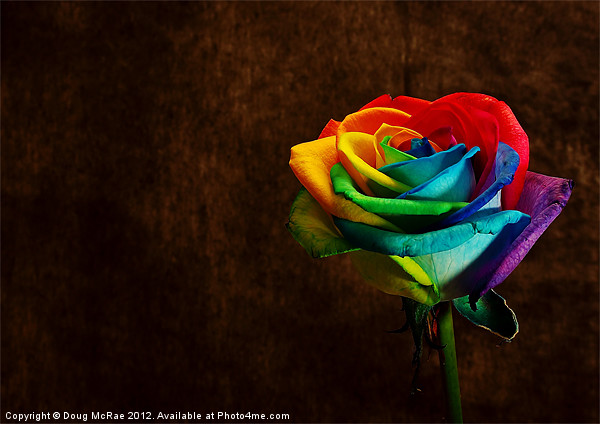 Rainbow rose Picture Board by Doug McRae