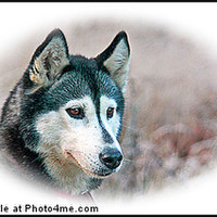 Buy canvas prints of Siberian Huskies by Doug McRae