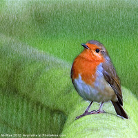Buy canvas prints of Robin by Doug McRae