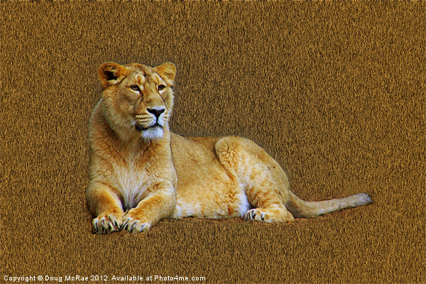 Lioness Picture Board by Doug McRae