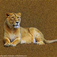 Buy canvas prints of Lioness by Doug McRae