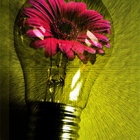 Buy canvas prints of Flowering bulb by Doug McRae
