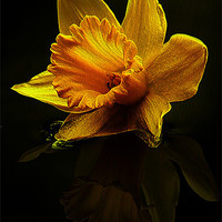 Buy canvas prints of Daffodil by Doug McRae
