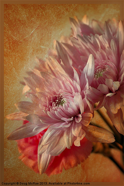 Chrysanthemums Picture Board by Doug McRae