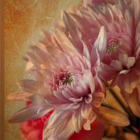 Buy canvas prints of Chrysanthemums by Doug McRae