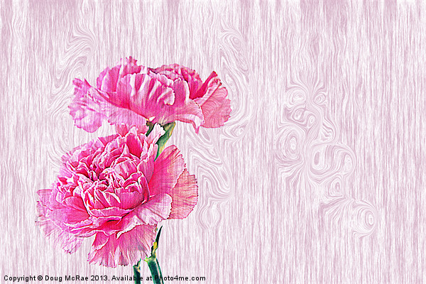 Carnations Picture Board by Doug McRae