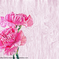 Buy canvas prints of Carnations by Doug McRae