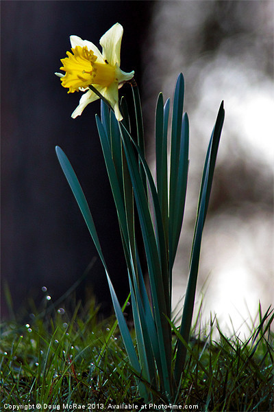 daffodil Picture Board by Doug McRae