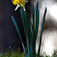 Buy canvas prints of daffodil by Doug McRae