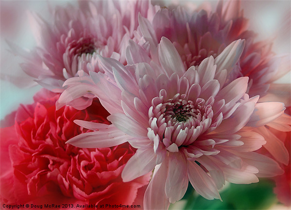 Carnation and Chrysanthemums Picture Board by Doug McRae