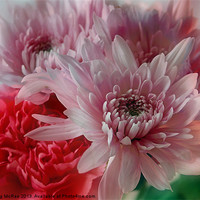 Buy canvas prints of Carnation and Chrysanthemums by Doug McRae