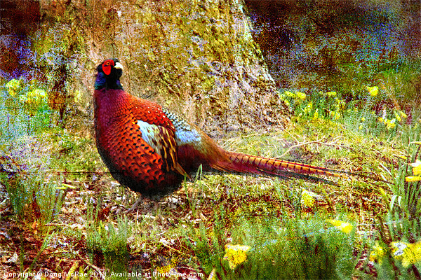 Pheasant Picture Board by Doug McRae