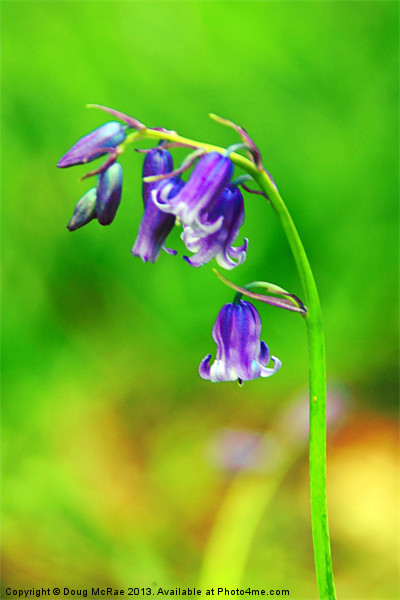 bluebell Picture Board by Doug McRae