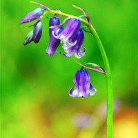Buy canvas prints of bluebell by Doug McRae