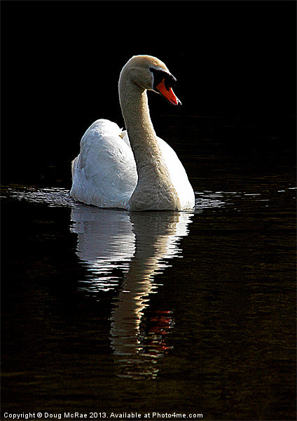 Lone swan Picture Board by Doug McRae