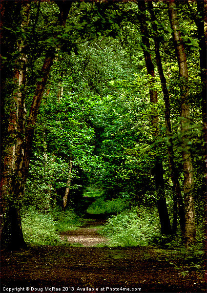 woodland path Picture Board by Doug McRae