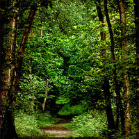 Buy canvas prints of woodland path by Doug McRae