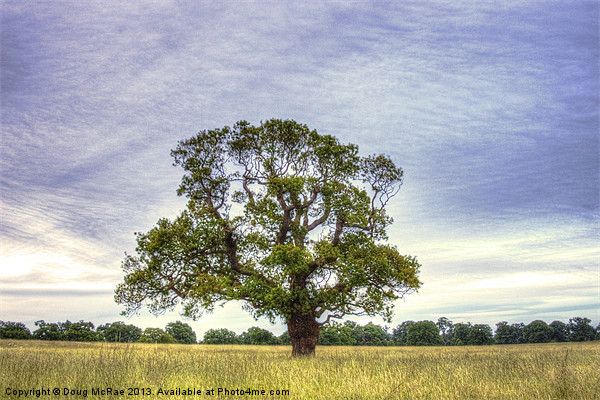 Old Oak tree Picture Board by Doug McRae