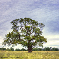 Buy canvas prints of Old Oak tree by Doug McRae