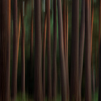 Buy canvas prints of Pine trees by Doug McRae