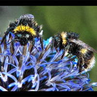 Buy canvas prints of Bees by Doug McRae