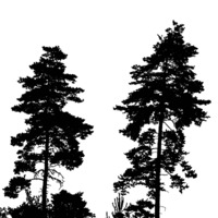 Buy canvas prints of pine trees by Doug McRae