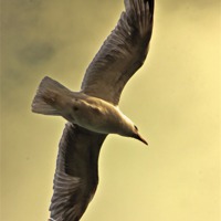 Buy canvas prints of Gull by Doug McRae