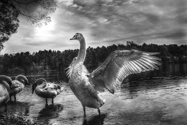 swan lake Picture Board by Doug McRae